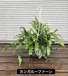2026年最新】カンガルーファーンの人気アイテム - メルカリ