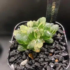 O*Z様 ハオルチア　広瀬オブツーサ鮮明錦　2頭