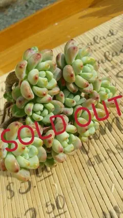 ピンクラウル 3(韓国苗) 割引対象商品☆