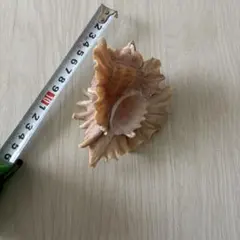 天然貝殻 標本 インテリア 置物　貝殻　テングガイ　レア