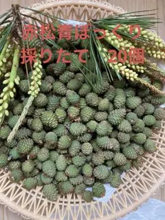 2026年最新】青ぼっくりの人気アイテム - メルカリ
