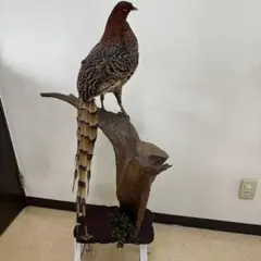 2025年最新】コウライキジの人気アイテム - メルカリ