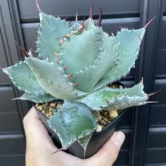 2025年最新】屈原の舞扇の人気アイテム - メルカリ