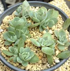 ❤️専用❤️✨メルカリ便✨❤️ラブリーローズ錦❤️        抜き苗⑤大特価セール♪ 多肉植物 ラブリーローズ【抜き苗】 - メルカリ