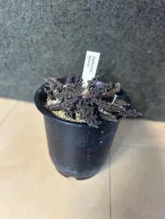 2025年最新】ユーフォルビア デカリーの人気アイテム - メルカリ