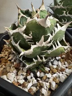 2025年最新】Cok アガベの人気アイテム - メルカリ