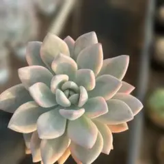 Top【選抜株】多肉植物 360927オパリナ錦 10個 鉢無し/脱土 - メルカリ
