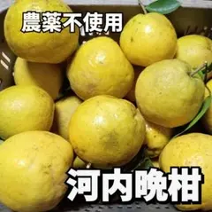 愛媛県産✩河内晩柑　農薬不使用✩ ８キロのサムネイル