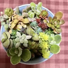 多肉植物　セダム　カット苗　詰め合わせ