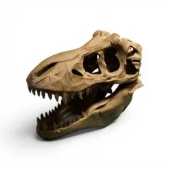 スピノサウルス 頭骨 正面 スピノサウルス 頭骨 スカル レプリカ 恐竜