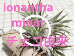 Tillandsia ionantha minor ex. Jan 本邦初放出