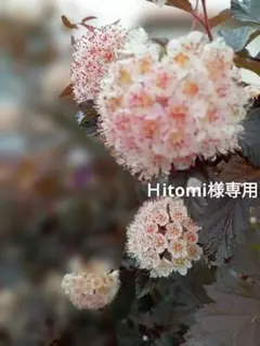 Hitomi様 リクエスト 3点 まとめ商品