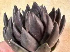 あ*♡様 F3636新入荷　ブラックナイト　エケベリア　多肉植物　撮影3月6日