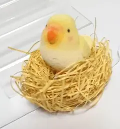 【はいチュンチュン】いんこ！！！！！！！！！！！！！！！！！！！！！！！！！！！