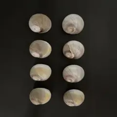 ツメタガイ 貝殻　①