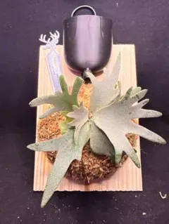 ビカクシダ P.willinckii bacteria タグ付 給水器付 - メルカリ