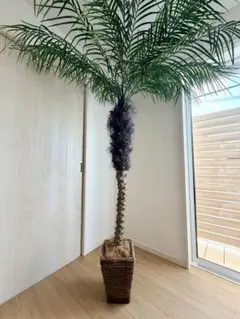 超希少 トックリヤシ ボトルパーム 10号 観葉植物 - メルカリ