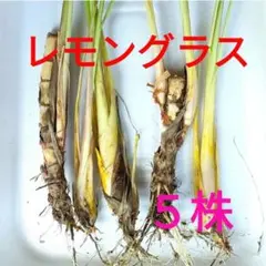 Shiz..J様 リクエスト 2点 まとめ商品