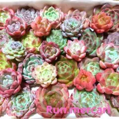 e94多肉植物エケベリア〈カット苗〉☆寄植えMIX☆