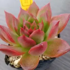 ＧUＲＡＰＰＩＮＮ.9様 リクエスト 3点 まとめ商品