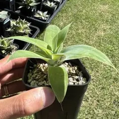 アガベ アテナータ ②