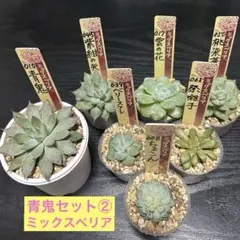 と*ま様 多肉　ミックスベリア　青鬼入り７種セット②
