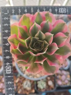 moko様 リクエスト 2点 まとめ商品