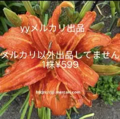 ヘメロカリス　八重咲き　花苗　球根　宿根草　1株のサムネイル