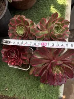 アエオニウム　4株セット