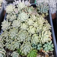 多肉植物詰め合わせセット ダンボール 60サイズ