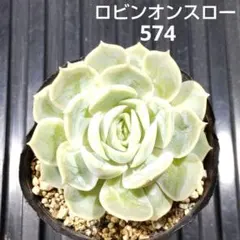 2026年最新】ロビン 多肉の人気アイテム - メルカリ