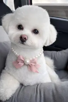 犬用 パールリボンネックレス 韓国風 可愛い姫系Mサイズ