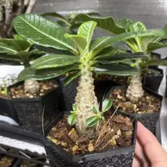 ウィンゾリー 屋内管理 鉢ごと③ ウィンゾリー 屋内管理 鉢ごと① - メルカリ