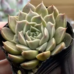 2026年最新】優木園の人気アイテム - メルカリ