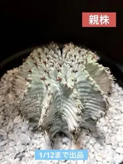 2026年最新】ゼブラホリダの人気アイテム - メルカリ