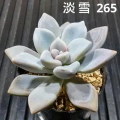 淡雪 265 グラプトベリア 多肉植物 抜き苗