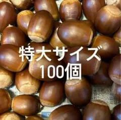 特大サイズ アベマキ　クヌギ　ドングリ