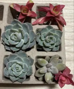 多肉植物セット