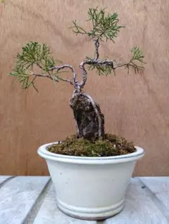 激レア】RE BONSAI 九谷焼 RE盆栽 青【SnowMan 岩本照愛用】 2026年
