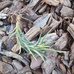 ぽーちどえっぐ様 リクエスト 2点 まとめ商品