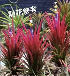 チランジア マヤントーテムポール Tillandsia - メルカリ