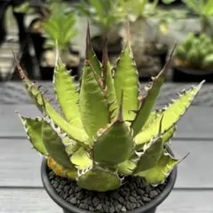 アガベ ユタエンシス エボリスピナ 鉢ごと タグ付き - メルカリ