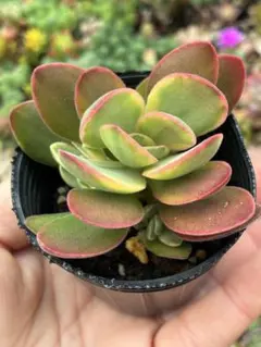 マネーメイカー錦 カット苗 多肉植物 クラッスラ - メルカリ