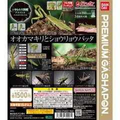 生き物大図鑑　ショウリョウバッタ(褐色型)