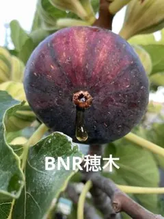 2026年最新】いちぢく穂木の人気アイテム - メルカリ