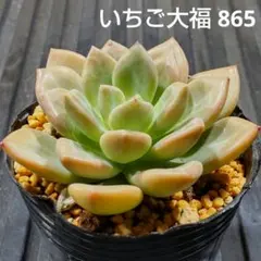いちご大福 865 エケベリア 多肉植物 抜き苗