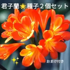 2026年最新】君子蘭の苗の人気アイテム - メルカリ
