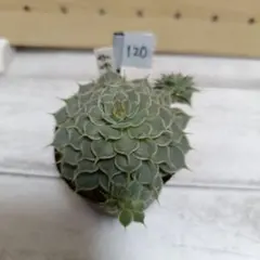 kenshin様 リクエスト 2点 まとめ商品