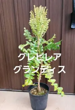 ☀【マカダミアナッツ取り木】 限定特別販売 バーディック 中上苗木