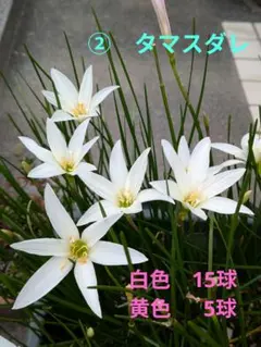 ②タマスダレ　(ゼフィランサス)　球根のサムネイル